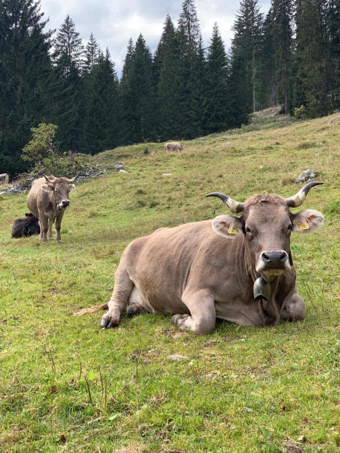 Fewo Gotschna Haus Bargis Klosters Eksteriør billede